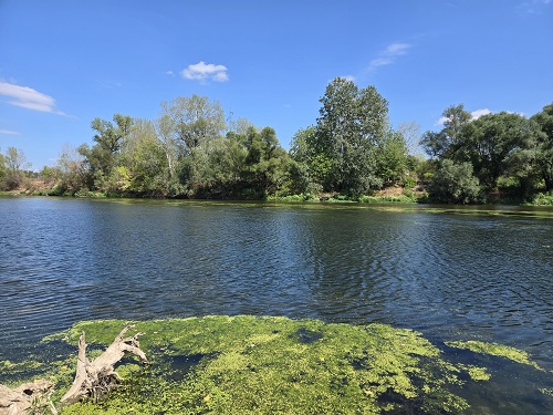 Velika Morava 
